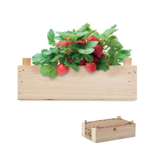 Przejdź do produktu Zestaw do uprawy truskawek STRAWBERRY MO6506-40